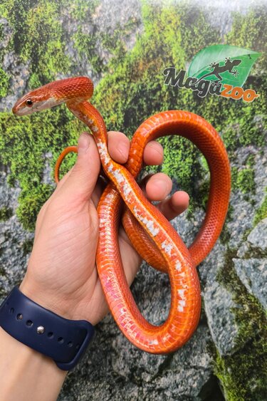 Magazoo Serpent des blés Tessera Bloodred Stripe femelle née 25 juillet 2024