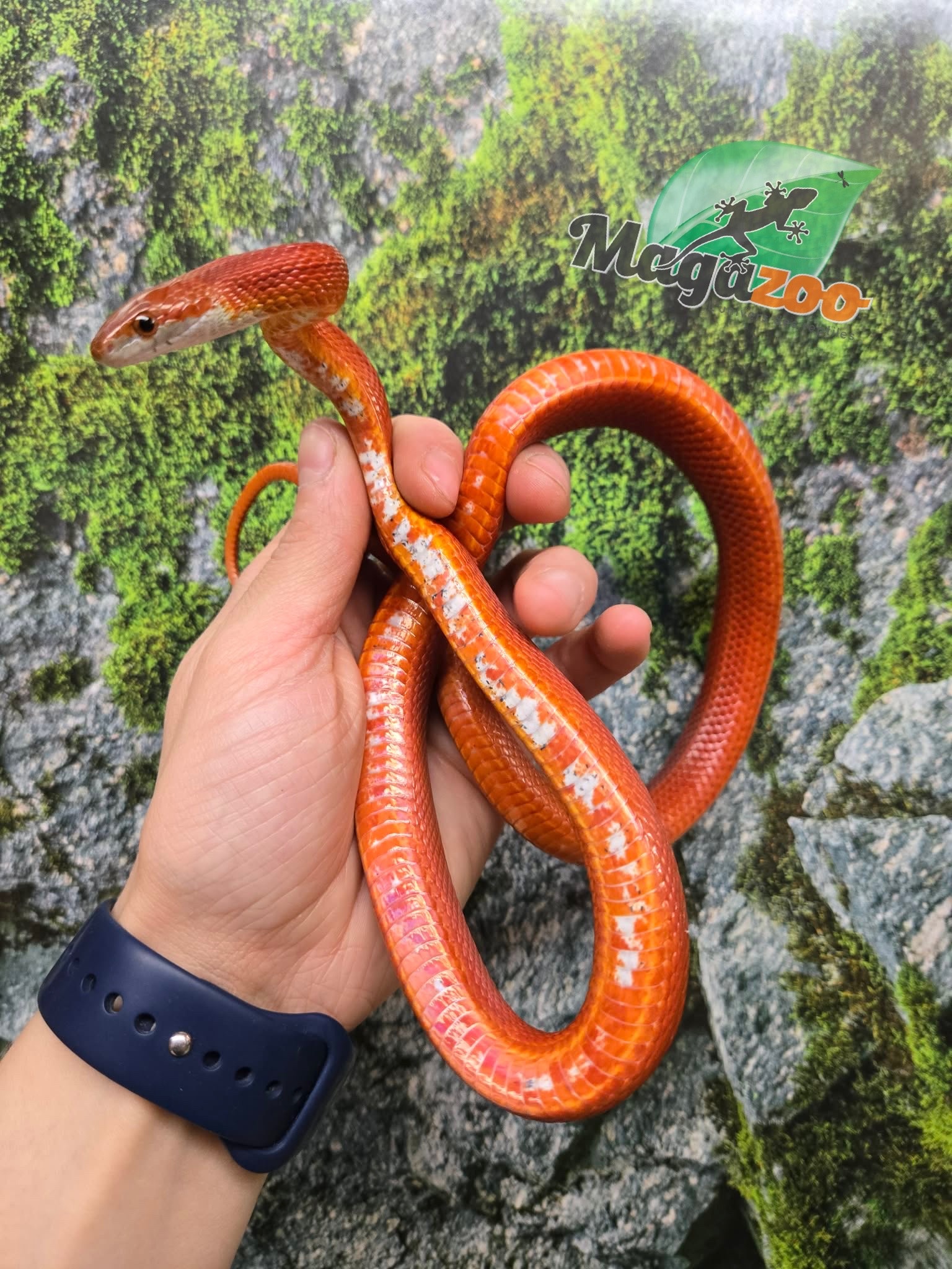 Magazoo Serpent des blés Tessera Bloodred Stripe femelle née 25 juillet 2024