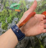Magazoo Female Tessera Bloodred Stripe Corn snake Born July, 25,2024