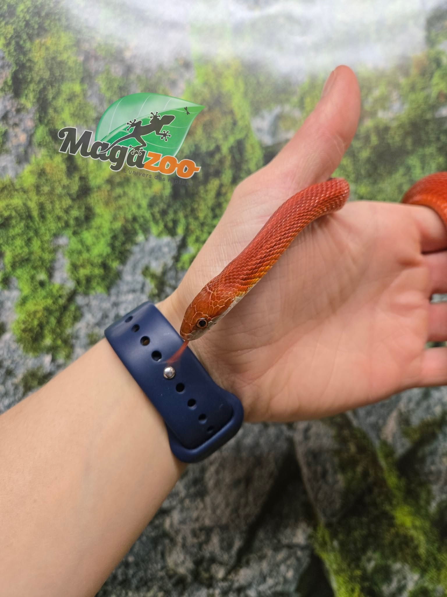 Magazoo Female Tessera Bloodred Stripe Corn snake Born July, 25,2024