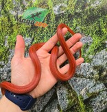 Magazoo Female Tessera Bloodred Stripe Corn snake Born July, 25,2024