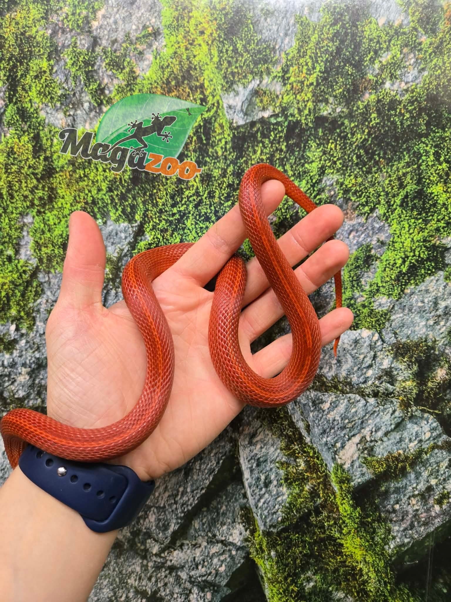 Magazoo Serpent des blés Tessera Bloodred Stripe femelle née 25 juillet 2024