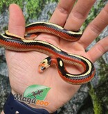Magazoo Male Spotted Nelson milk snake (Splotched) 07/27/25