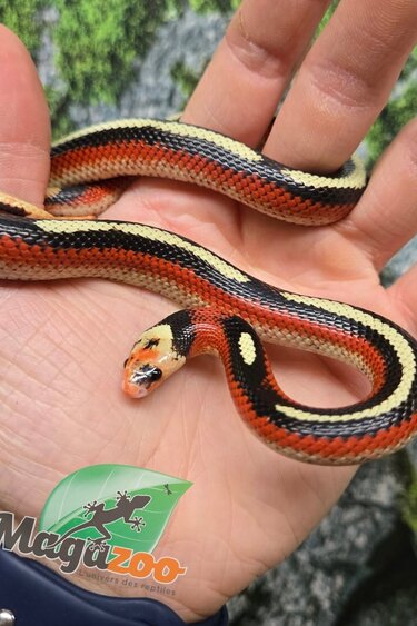 Magazoo Male Spotted Nelson milk snake (Splotched) 07/27/25