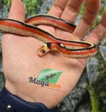 Magazoo Serpent laitier Nelson tacheté (Splotched) Mâle 27/07/25