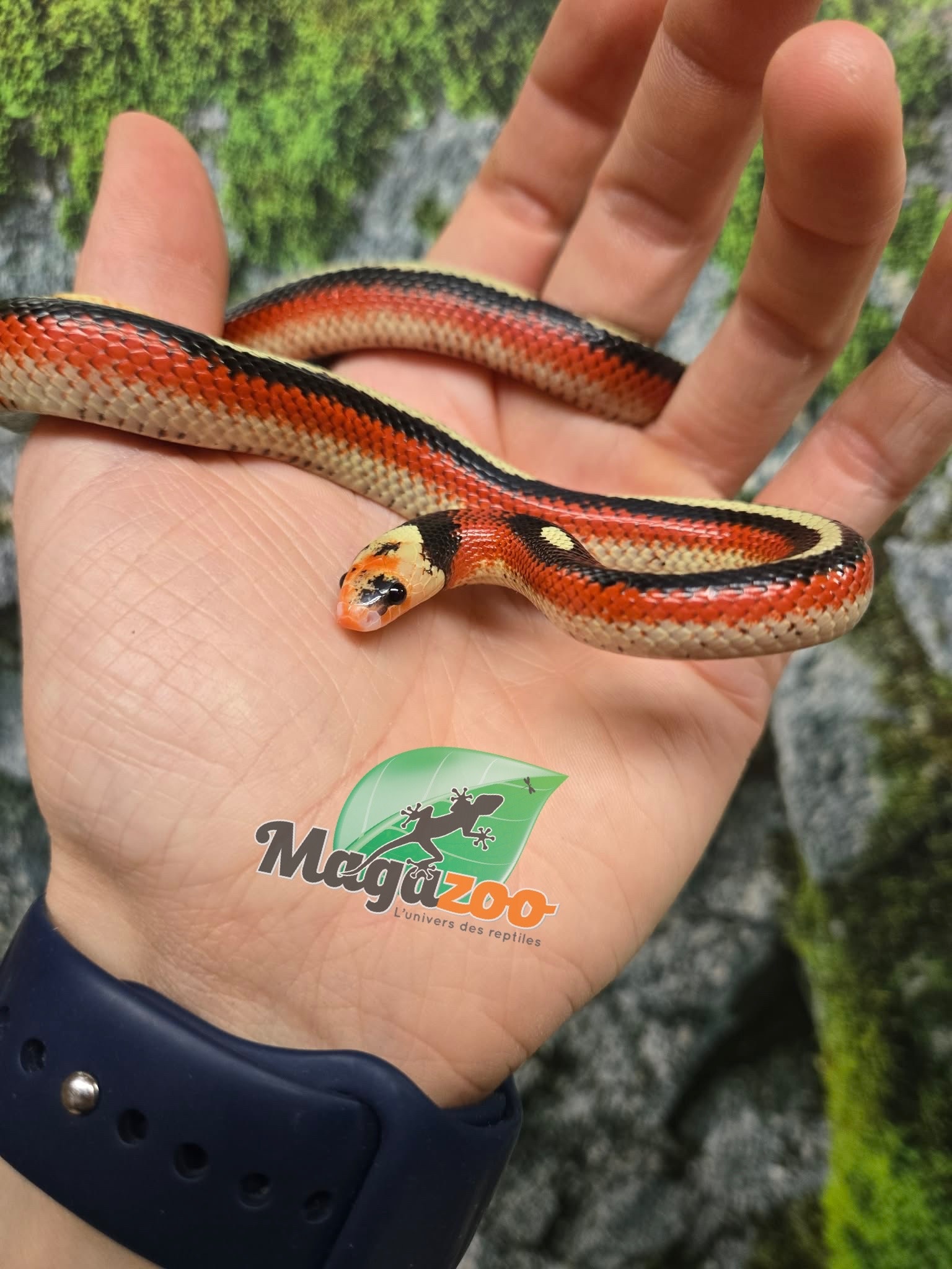 Magazoo Serpent laitier Nelson tacheté (Splotched) Mâle 27/07/25