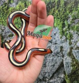 Magazoo Serpent laitier Nelson tacheté (Splotched) Mâle 27/07/25