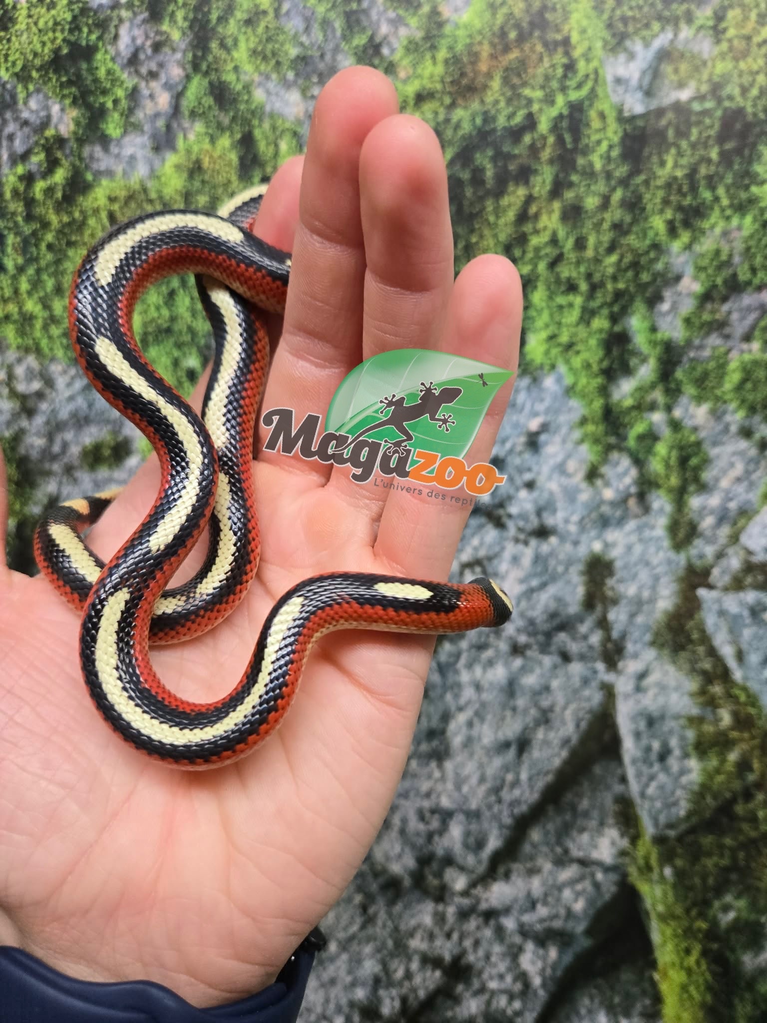 Magazoo Serpent laitier Nelson tacheté (Splotched) Mâle 27/07/25