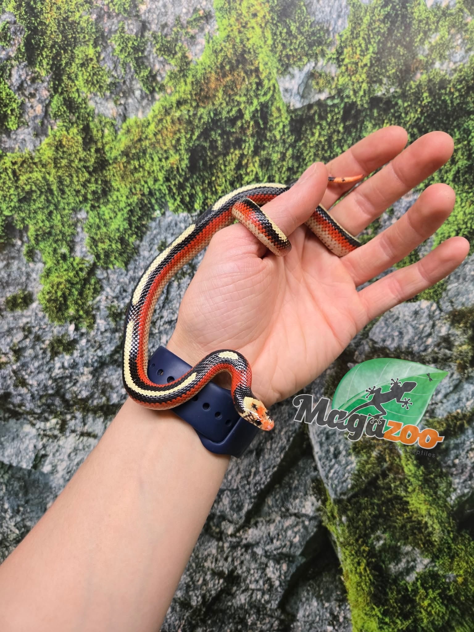 Magazoo Male Spotted Nelson milk snake (Splotched) 07/27/25
