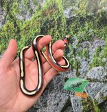 Magazoo Serpent laitier Nelson tacheté (Splotched) Mâle 27/07/25
