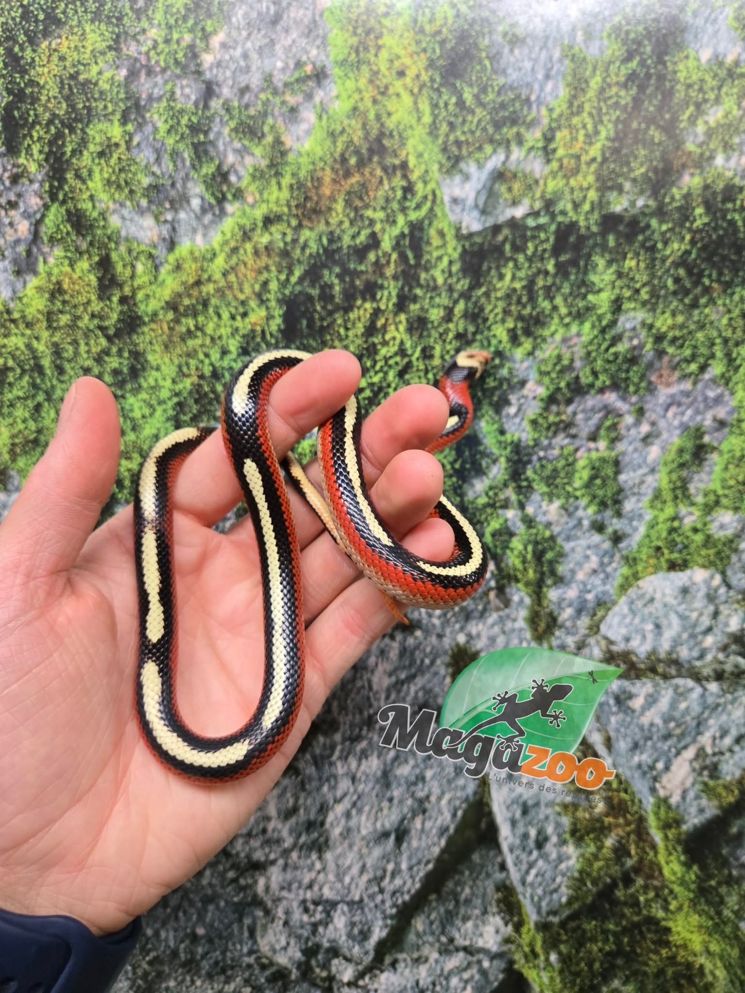 Magazoo Male Spotted Nelson milk snake (Splotched) 07/27/25