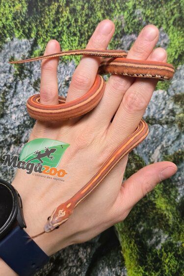 Magazoo Serpent des blés Scaleless Tessera mâle né 5 juillet 2025