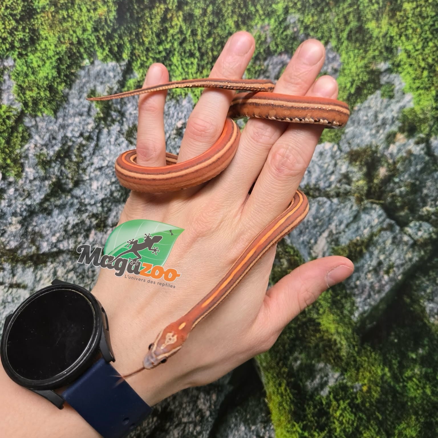 Magazoo Male Scaleless Tessera Corn snake Born July 5, 2025