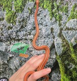 Magazoo Serpent des blés Scaleless Tessera mâle né 5 juillet 2025