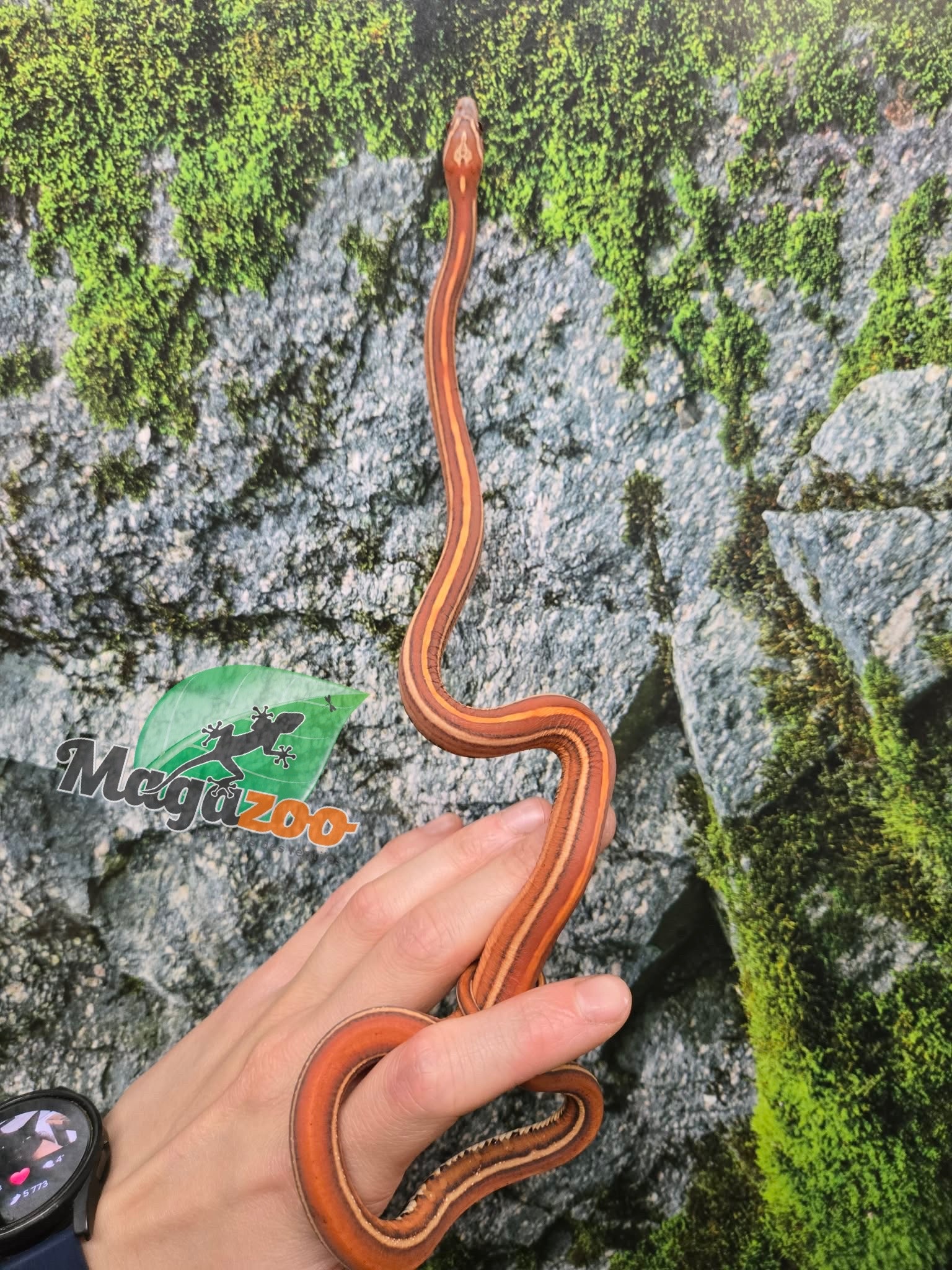 Magazoo Serpent des blés Scaleless Tessera mâle né 5 juillet 2025