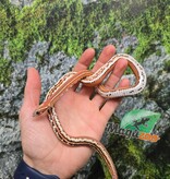 Magazoo Serpent des blés Scaleless Tessera mâle né 5 juillet 2025