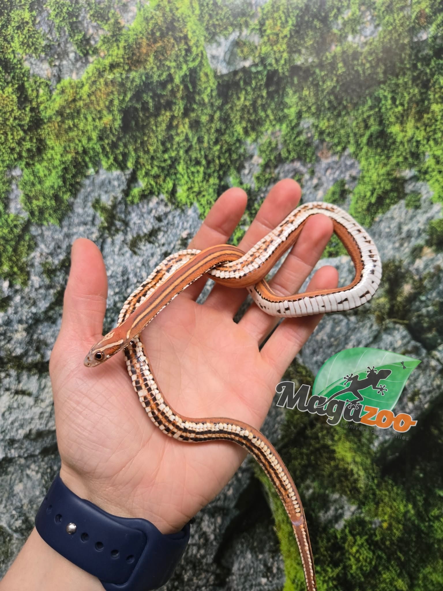 Magazoo Serpent des blés Scaleless Tessera mâle né 5 juillet 2025