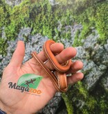 Magazoo Male Scaleless Tessera Corn snake Born July 5, 2025