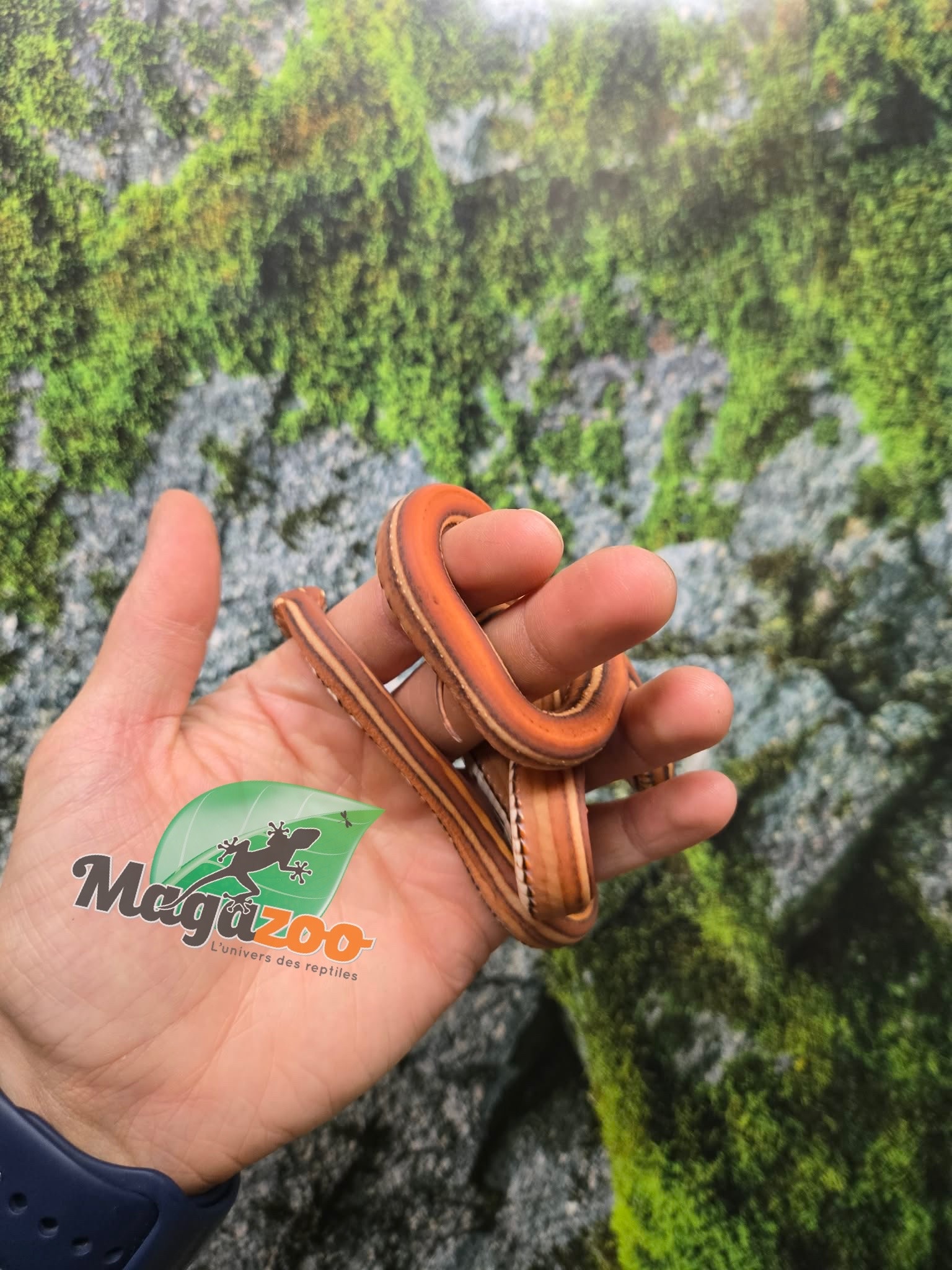 Magazoo Male Scaleless Tessera Corn snake Born July 5, 2025