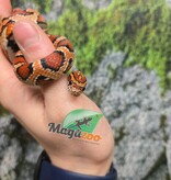 Magazoo Female Okeetee Corn snake Born July 5, 2025 #2