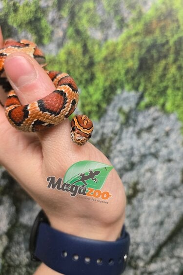 Magazoo Female Okeetee Corn snake Born July 5, 2025 #2