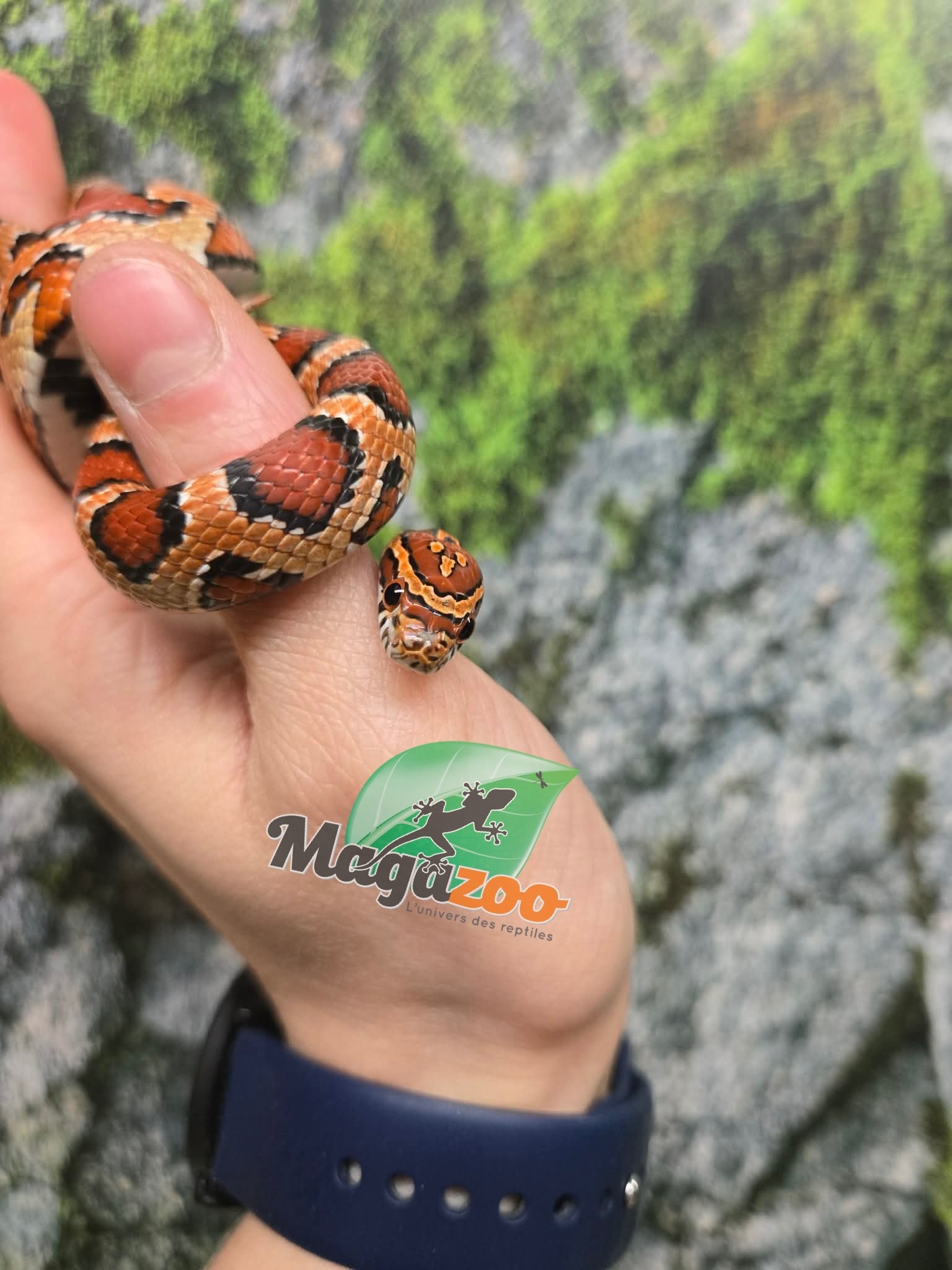 Magazoo Serpent des blés Okeetee femelle née 5 juillet 2025 #2