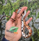 Magazoo Female Okeetee Corn snake Born July 5, 2025 #2