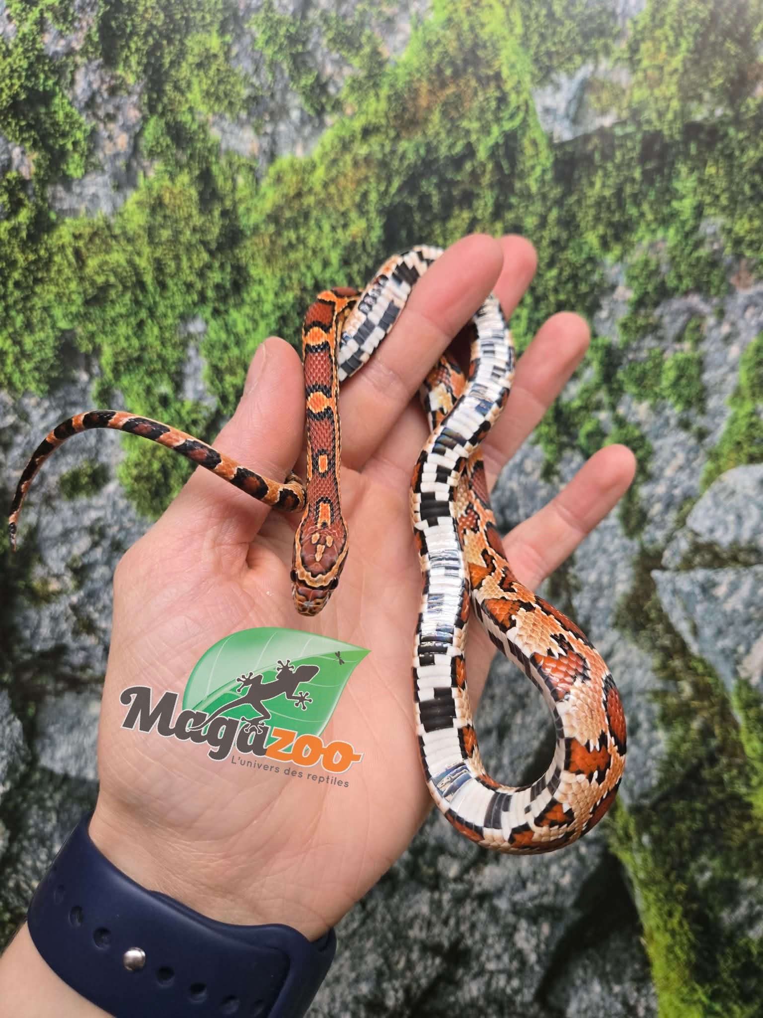 Magazoo Serpent des blés Okeetee femelle née 5 juillet 2025 #2