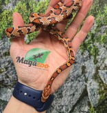 Magazoo Female Okeetee Corn snake Born July 5, 2025 #2
