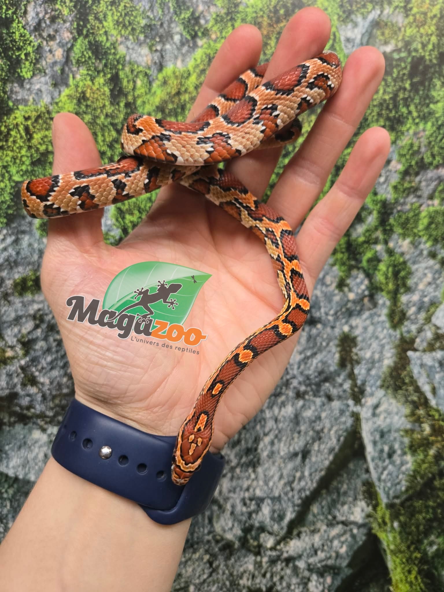 Magazoo Female Okeetee Corn snake Born July 5, 2025 #2