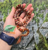 Magazoo Female Okeetee Corn snake Born July 5, 2025 #2
