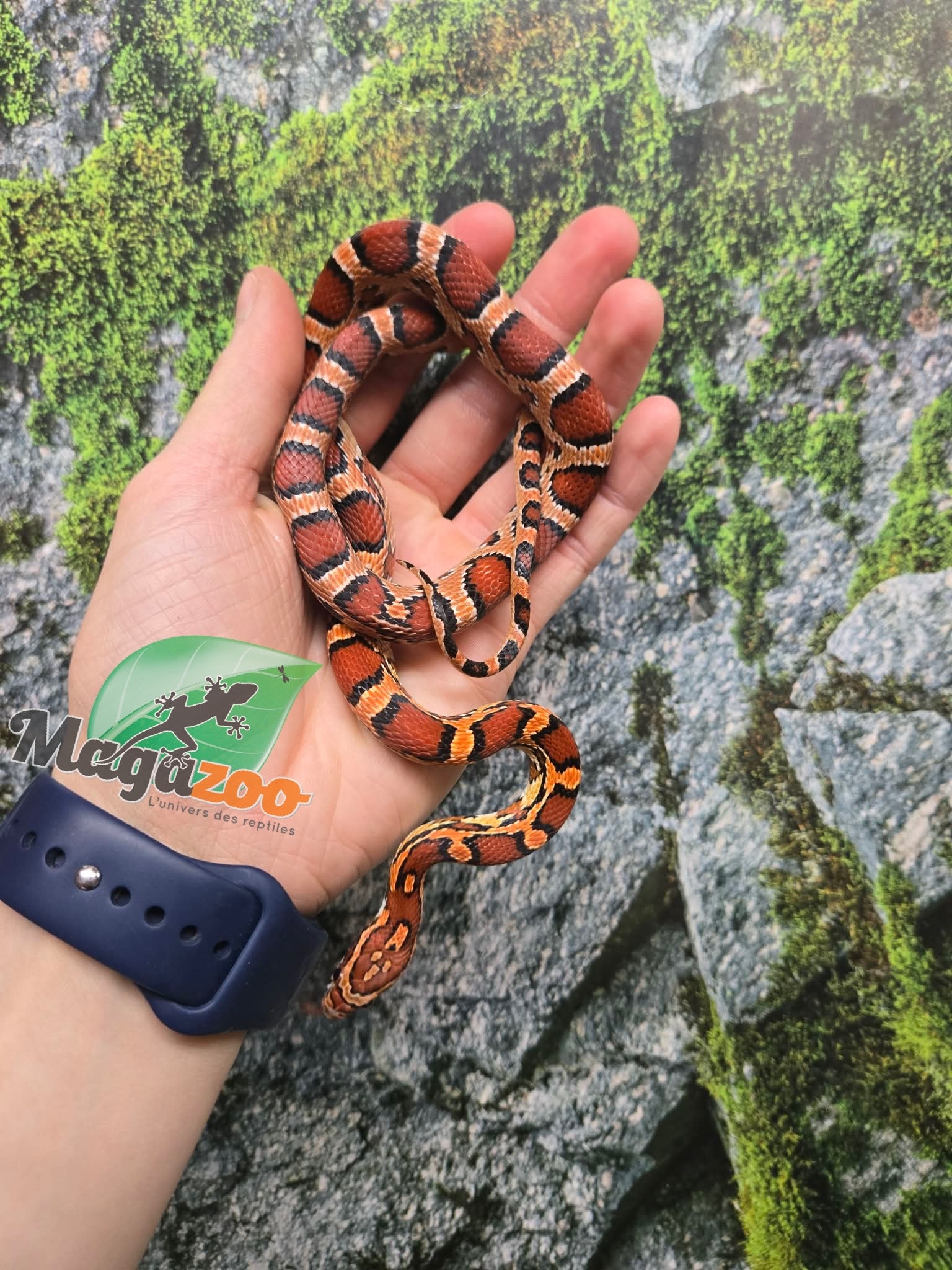 Magazoo Female Okeetee Corn snake Born July 5, 2025 #2