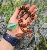 Magazoo Female Okeetee Corn snake Born July 5, 2025 #2