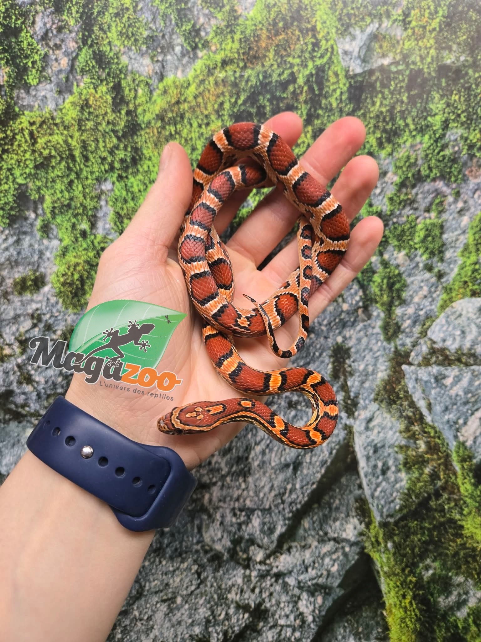 Magazoo Serpent des blés Okeetee femelle née 5 juillet 2025 #2
