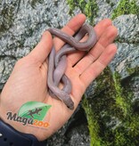 Magazoo Serpent des blés Tessera Pewter Motley femelle née 2 juillet 2025