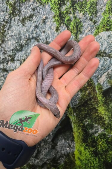 Magazoo Female Tessera Pewter Motley Corn snake Born July 2, 2025