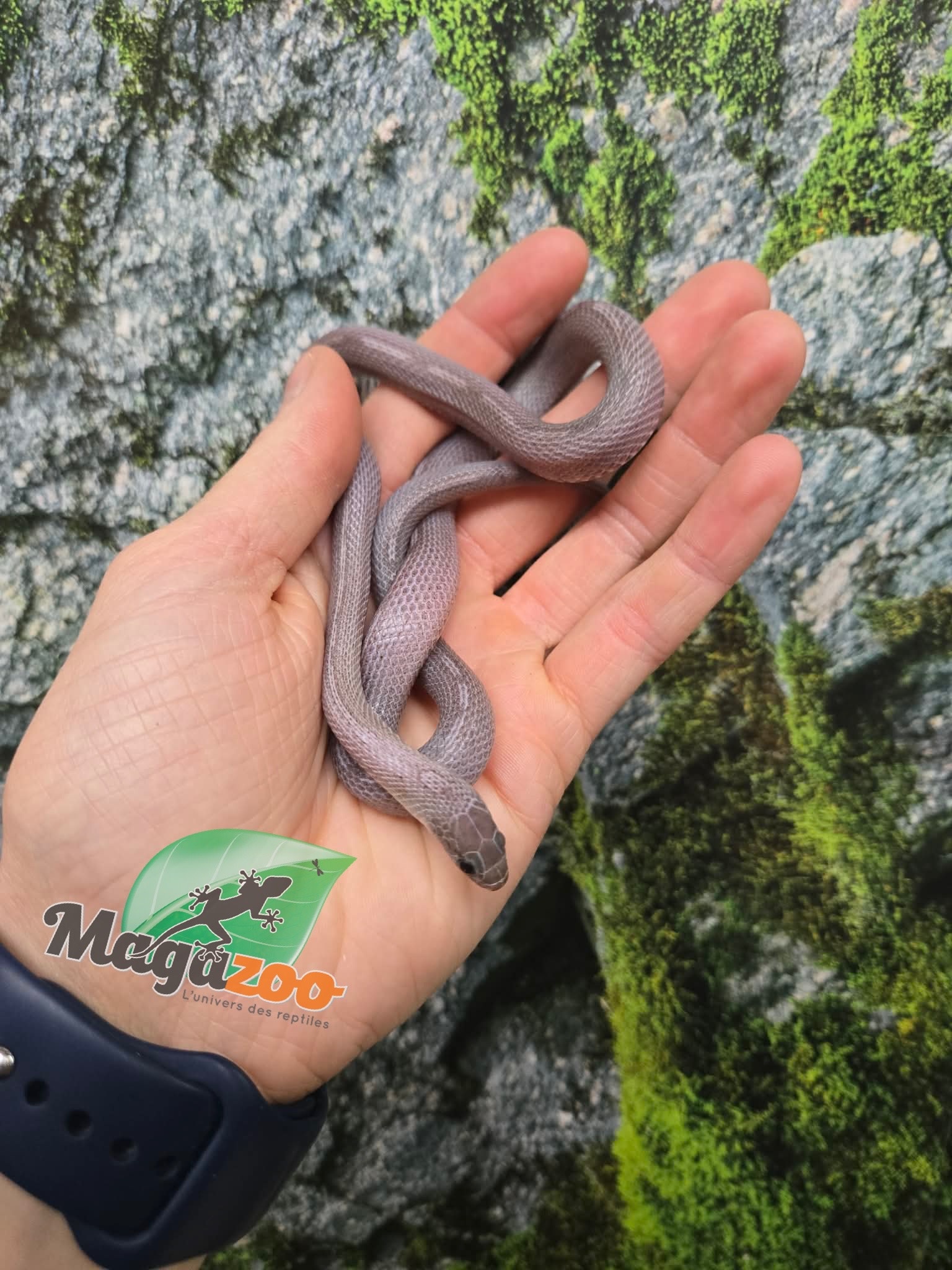 Magazoo Serpent des blés Tessera Pewter Motley femelle née 2 juillet 2025