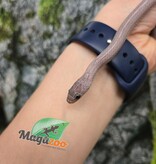 Magazoo Female Tessera Pewter Motley Corn snake Born July 2, 2025