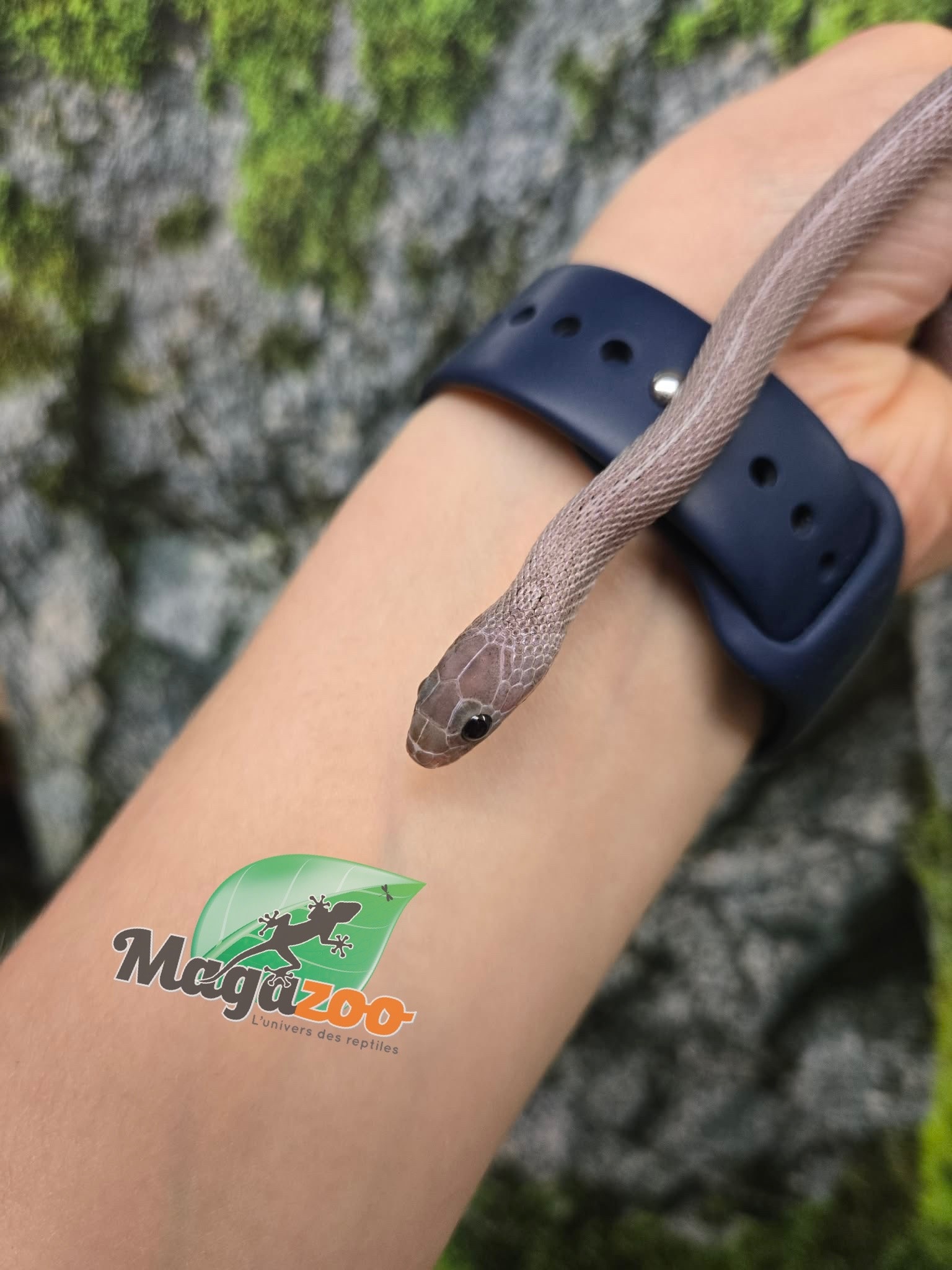 Magazoo Serpent des blés Tessera Pewter Motley femelle née 2 juillet 2025