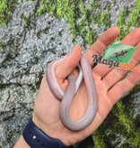 Magazoo Female Tessera Pewter Motley Corn snake Born July 2, 2025