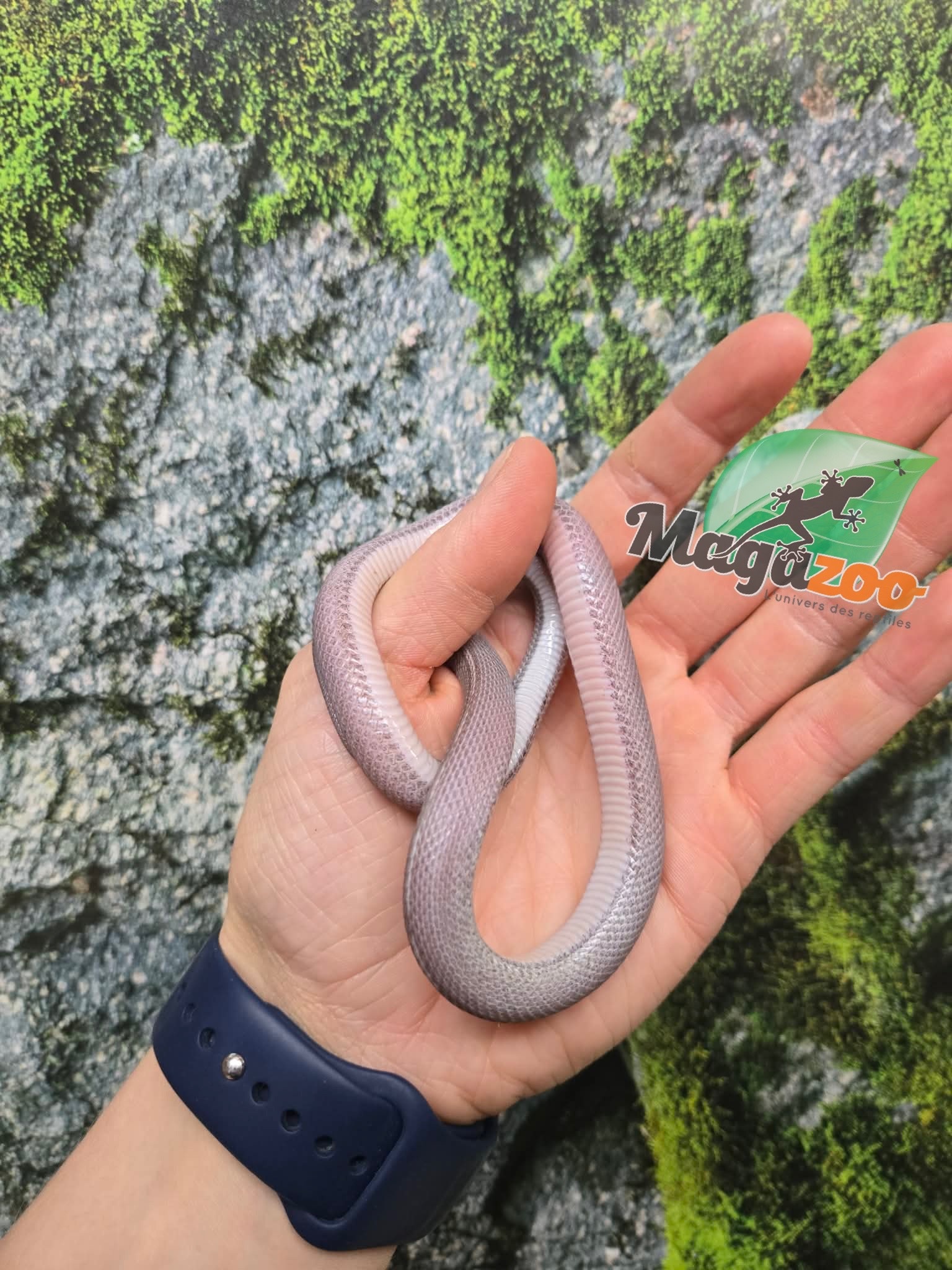 Magazoo Serpent des blés Tessera Pewter Motley femelle née 2 juillet 2025