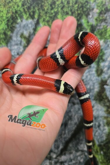 Magazoo Serpent laitier Nelson Mâle 27/07/25