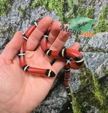 Magazoo Male Nelson milk snake 07/27/25