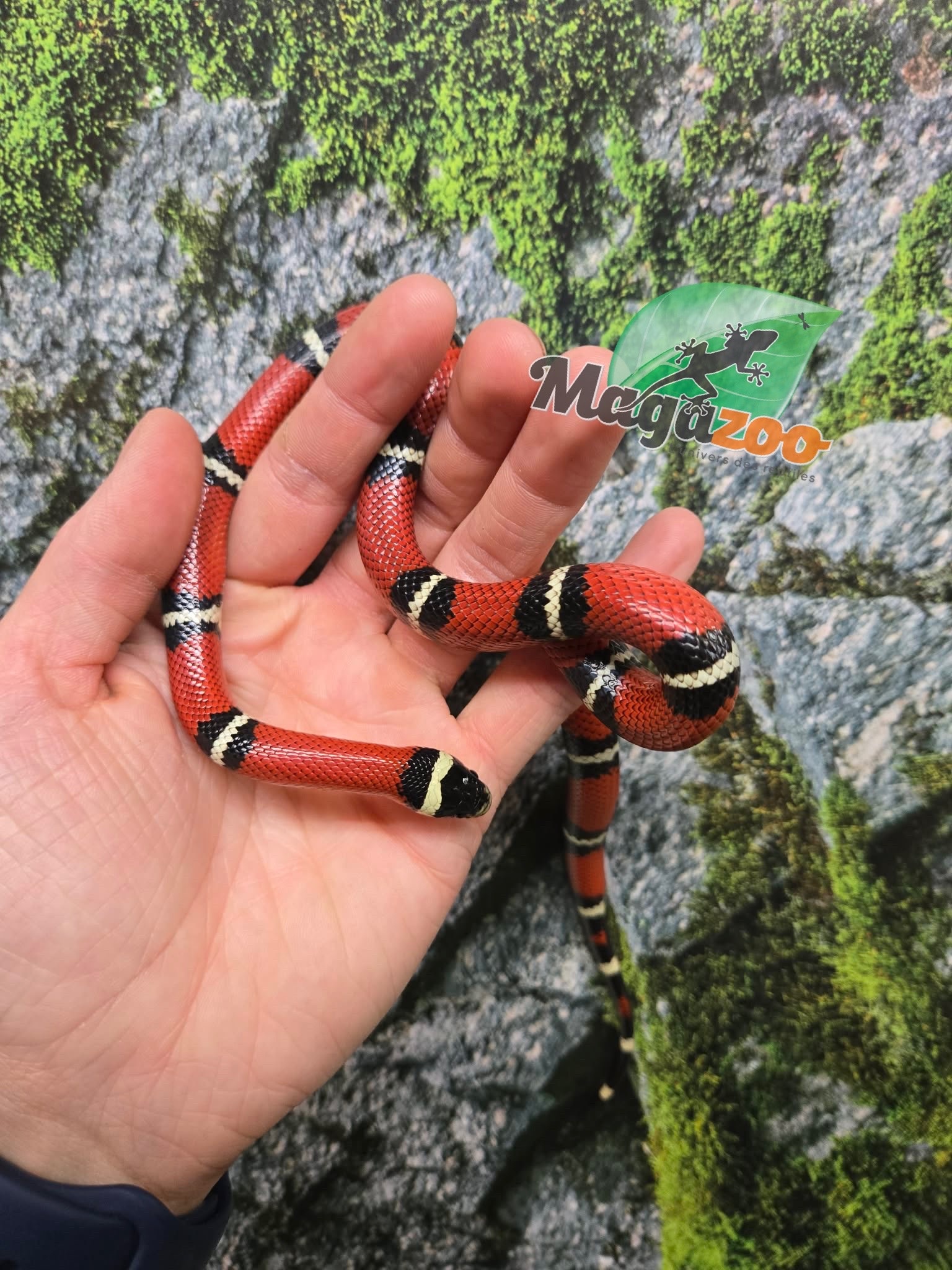 Magazoo Male Nelson milk snake 07/27/25