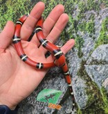 Magazoo Male Nelson milk snake 07/27/25