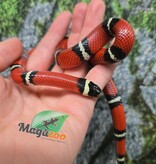 Magazoo Serpent laitier Nelson Mâle 27/07/25