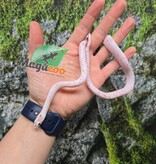 Magazoo Serpent des blés Palmetto bug eye mâle né 8 août 2025