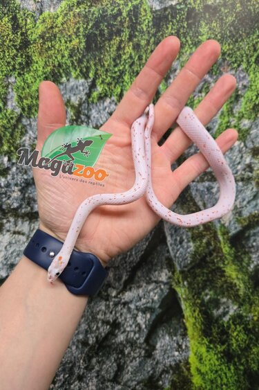 Magazoo Male Palmetto bug eye Corn snake born August 8, 2025