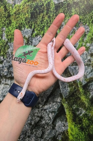 Magazoo Serpent des blés Palmetto bug eye mâle né 8 août 2025