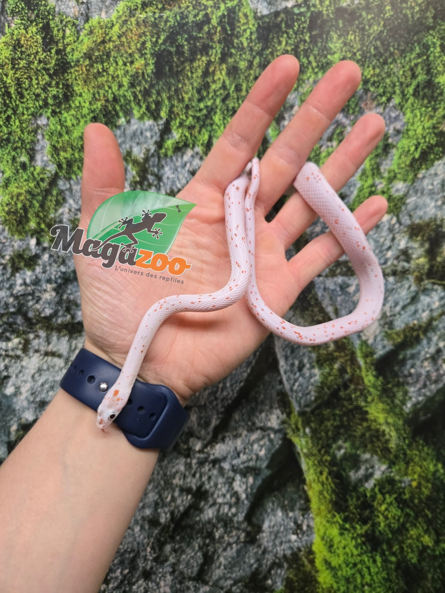 Magazoo Male Palmetto bug eye Corn snake born August 8, 2025